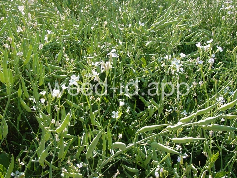 radish